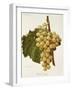 White Tokay Grape-A. Kreyder-Framed Giclee Print