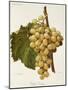 White Tokay Grape-A. Kreyder-Mounted Giclee Print