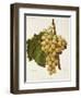 White Tokay Grape-A. Kreyder-Framed Giclee Print