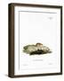 White-Toothed Shrew-null-Framed Giclee Print