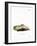 White-Toothed Shrew-null-Framed Giclee Print