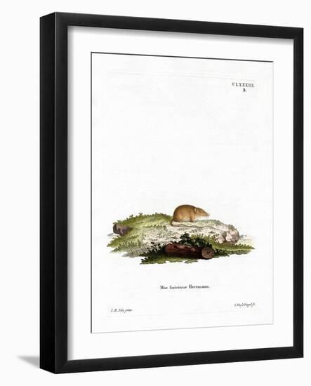 White-Toothed Shrew-null-Framed Giclee Print