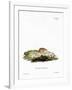 White-Toothed Shrew-null-Framed Giclee Print