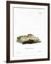 White-Toothed Shrew-null-Framed Giclee Print