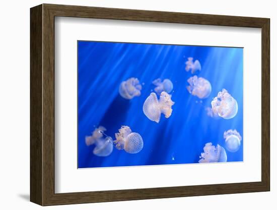 White Transparent Jellyfish or Jellies, Medusa, Swiming in A Blue Aquarium-PhotoTomek-Framed Photographic Print