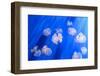 White Transparent Jellyfish or Jellies, Medusa, Swiming in A Blue Aquarium-PhotoTomek-Framed Photographic Print
