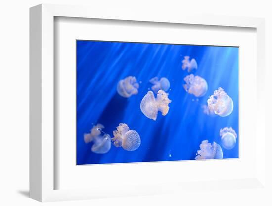 White Transparent Jellyfish or Jellies, Medusa, Swiming in A Blue Aquarium-PhotoTomek-Framed Photographic Print