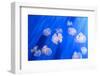 White Transparent Jellyfish or Jellies, Medusa, Swiming in A Blue Aquarium-PhotoTomek-Framed Photographic Print