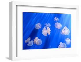 White Transparent Jellyfish or Jellies, Medusa, Swiming in A Blue Aquarium-PhotoTomek-Framed Photographic Print