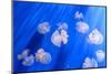 White Transparent Jellyfish or Jellies, Medusa, Swiming in A Blue Aquarium-PhotoTomek-Mounted Photographic Print