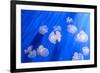 White Transparent Jellyfish or Jellies, Medusa, Swiming in A Blue Aquarium-PhotoTomek-Framed Photographic Print