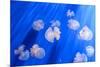 White Transparent Jellyfish or Jellies, Medusa, Swiming in A Blue Aquarium-PhotoTomek-Mounted Photographic Print