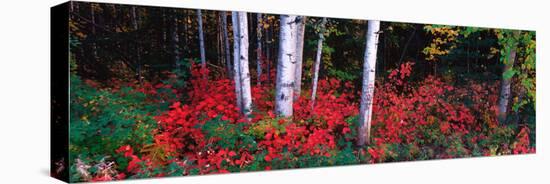 White Trunks of Autumn Aspens and Wild Current, Alaska, USA-Terry Eggers-Stretched Canvas