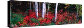 White Trunks of Autumn Aspens and Wild Current, Alaska, USA-Terry Eggers-Stretched Canvas