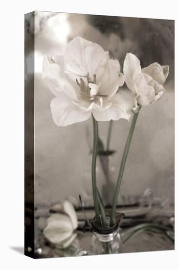 White Tulip Celebration II-Richard Sutton-Stretched Canvas