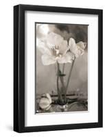 White Tulip Celebration II-Richard Sutton-Framed Art Print