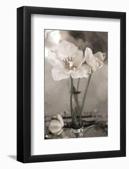 White Tulip Celebration II-Richard Sutton-Framed Art Print