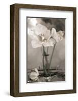 White Tulip Celebration II-Richard Sutton-Framed Art Print