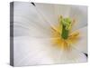 White Tulip Close Up-Anna Miller-Stretched Canvas