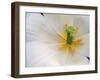 White Tulip Close Up-Anna Miller-Framed Photographic Print