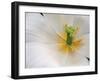 White Tulip Close Up-Anna Miller-Framed Photographic Print