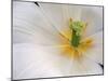 White Tulip Close Up-Anna Miller-Mounted Photographic Print