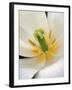 White Tulip Close Up-Anna Miller-Framed Photographic Print