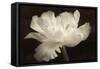 White Tulip II-Cora Niele-Framed Stretched Canvas