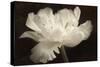 White Tulip II-Cora Niele-Stretched Canvas