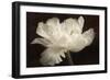 White Tulip II-Cora Niele-Framed Photographic Print