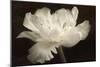 White Tulip II-Cora Niele-Mounted Photographic Print