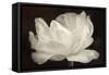 White Tulip III-Cora Niele-Framed Stretched Canvas