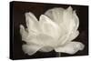 White Tulip III-Cora Niele-Stretched Canvas