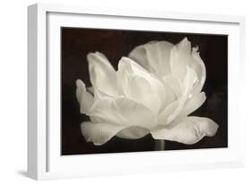 White Tulip III-Cora Niele-Framed Photographic Print