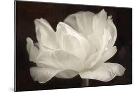 White Tulip III-Cora Niele-Mounted Photographic Print