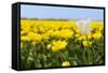 White Tulip in Front of Yellow Flower Fields-Ivonnewierink-Framed Stretched Canvas