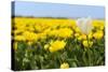 White Tulip in Front of Yellow Flower Fields-Ivonnewierink-Stretched Canvas