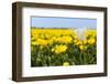 White Tulip in Front of Yellow Flower Fields-Ivonnewierink-Framed Photographic Print