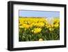 White Tulip in Front of Yellow Flower Fields-Ivonnewierink-Framed Photographic Print