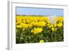 White Tulip in Front of Yellow Flower Fields-Ivonnewierink-Framed Photographic Print