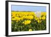 White Tulip in Front of Yellow Flower Fields-Ivonnewierink-Framed Photographic Print