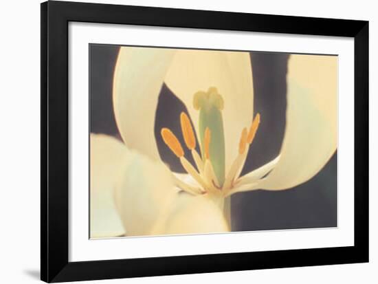 White Tulip-Hannes Havenstein-Framed Art Print