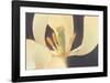 White Tulip-Hannes Havenstein-Framed Art Print