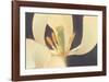 White Tulip-Hannes Havenstein-Framed Art Print