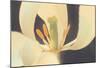White Tulip-Hannes Havenstein-Mounted Art Print