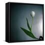 White Tulip-Paul Gadd-Framed Stretched Canvas