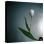 White Tulip-Paul Gadd-Stretched Canvas