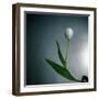 White Tulip-Paul Gadd-Framed Photographic Print