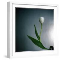 White Tulip-Paul Gadd-Framed Photographic Print
