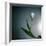 White Tulip-Paul Gadd-Framed Photographic Print